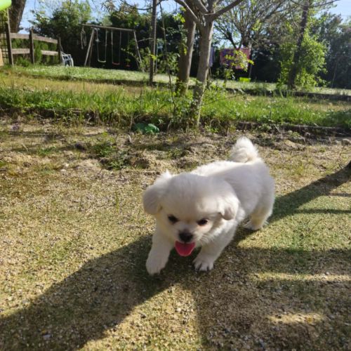 Male chiot epagneul du tibet #4