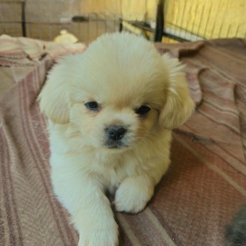 Male chiot epagneul du tibet