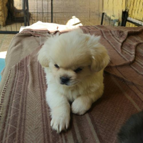 Male chiot epagneul du tibet #6