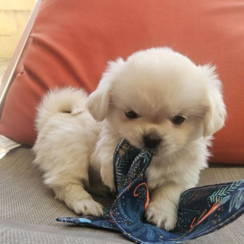 Male chiot epagneul du tibet #8