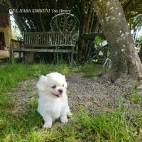 Male chiot epagneul du tibet #2