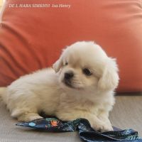 Male chiot epagneul du tibet #7