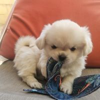 Male chiot epagneul du tibet #8