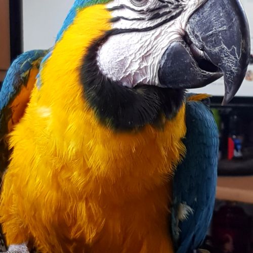 Ararauna nés en  2013 #1