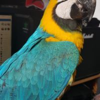 Ararauna nés en  2013