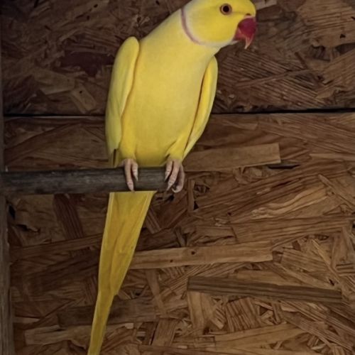 Couple peruche à collier reproducteur #3