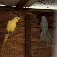 Couple peruche à collier reproducteur