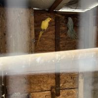 Couple peruche à collier reproducteur #2