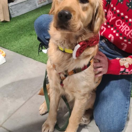 Astuce femelle type golden retriever 1 an #1