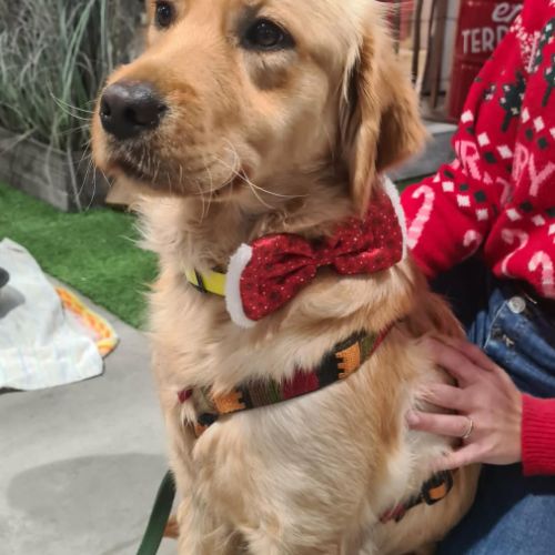 Astuce femelle type golden retriever 1 an #3