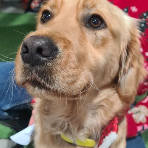 Astuce femelle type golden retriever 1 an #0