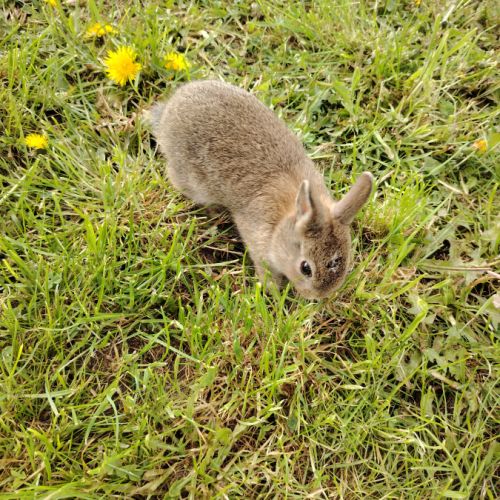 Lapin nain femelle #1