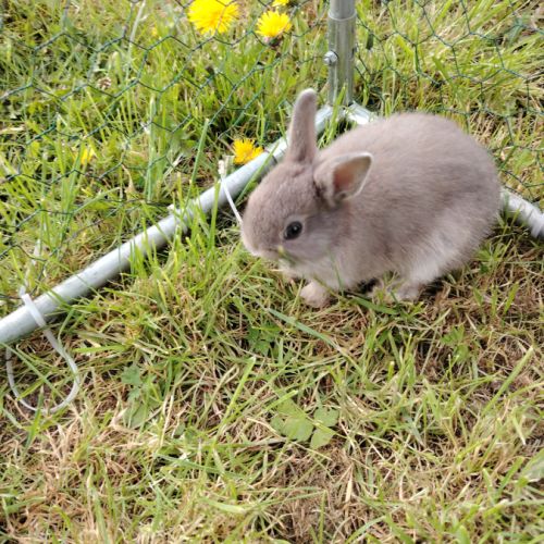 Lapin nain femelle #3