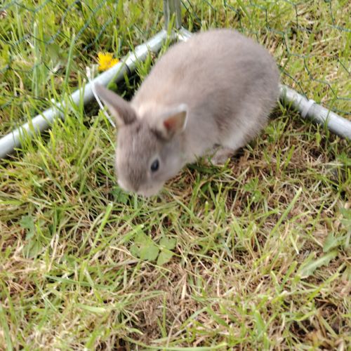 Lapin nain femelle #4