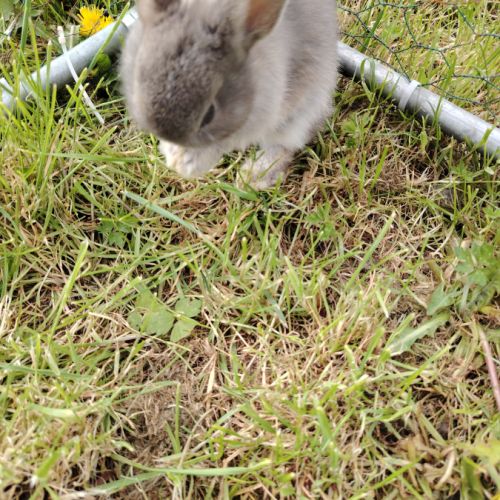 Lapin nain femelle #5