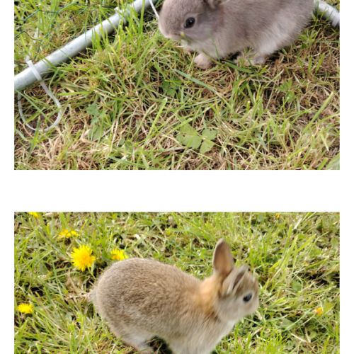 Lapin nain femelle