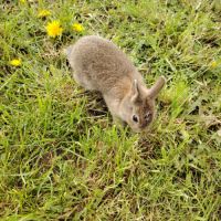 Lapin nain femelle #1