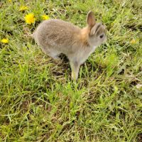Lapin nain femelle #2
