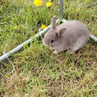 Lapin nain femelle #3