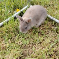 Lapin nain femelle #4