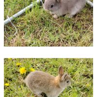 Lapin nain femelle #0