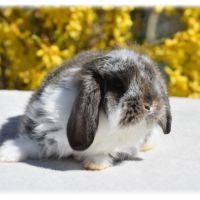 Lapereaux petits béliers #0