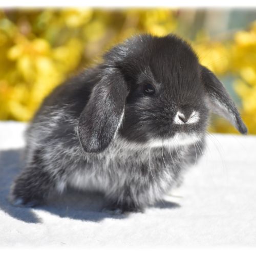 Lapereaux nains béliers