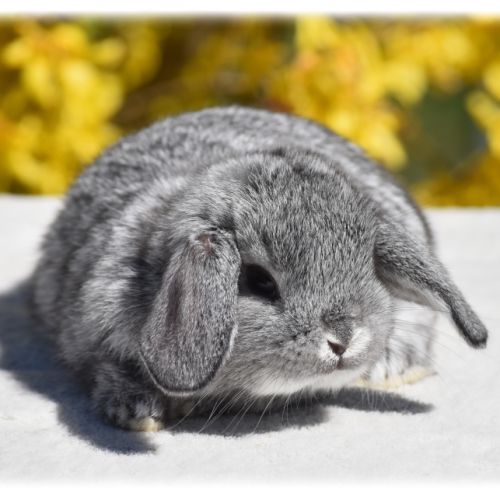 Lapereaux nains béliers #5