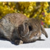 Lapereaux nains béliers #1