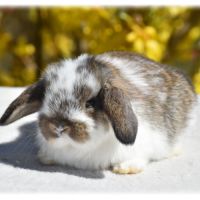 Lapereaux nains béliers #2