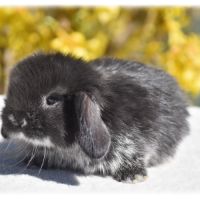 Lapereaux nains béliers #4