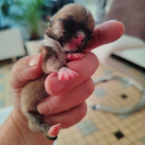 Propose a l adoption chiots chihuahua #2