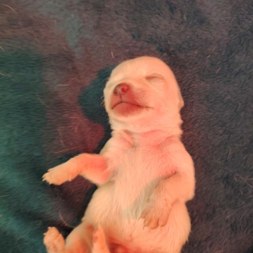 Propose a l adoption chiots chihuahua #4