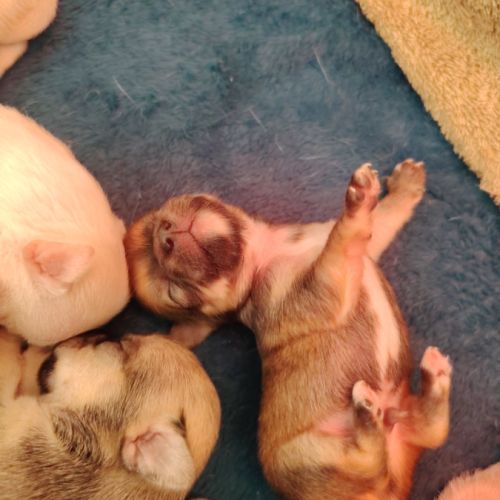 Propose a l adoption chiots chihuahua #5