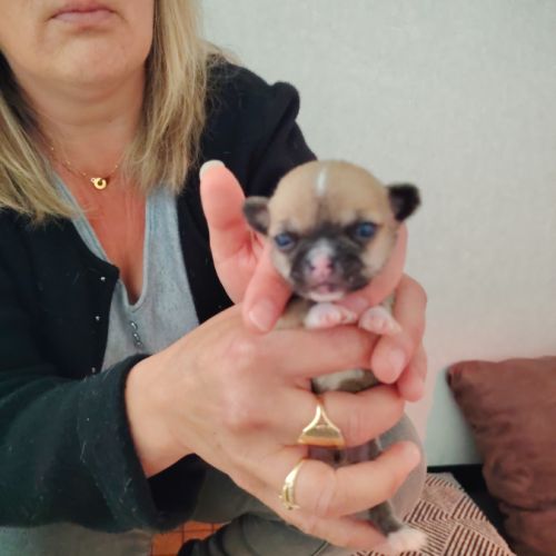 Propose a l adoption chiots chihuahua #6