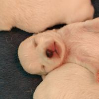 Propose a l adoption chiots chihuahua #3