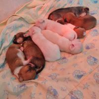Propose a l adoption chiots chihuahua #7