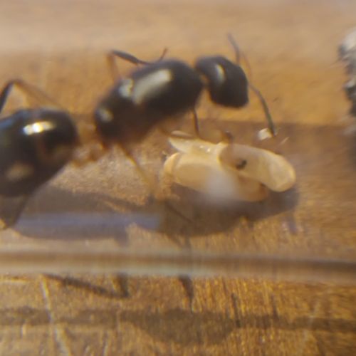 Fondations camponotus maculatus