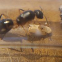 Fondations camponotus maculatus