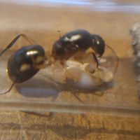 Fondations camponotus maculatus #2