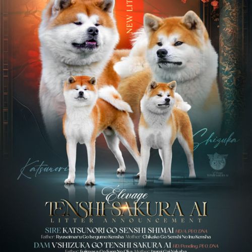 Chiots akita inu à réserver très belle lignée #0