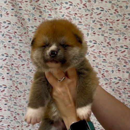 Chiots akita inu à réserver très belle lignée #2