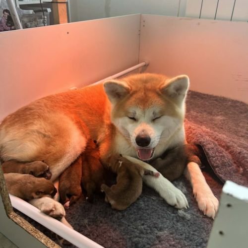 Chiots akita inu à réserver très belle lignée #2