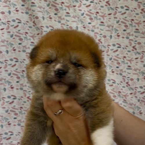 Chiots akita inu à réserver très belle lignée #4