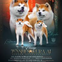 Chiots akita inu à réserver très belle lignée