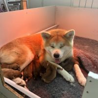 Chiots akita inu à réserver très belle lignée #2