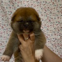 Chiots akita inu à réserver très belle lignée #3