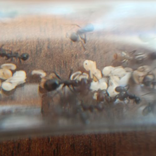 Fondations messor angularis #3