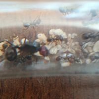 Fondations messor angularis #0