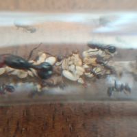 Fondations messor angularis #2